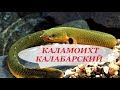 Каламоихт Калабарский рыба-змея содержание в аквариуме, совместимость, чем кормить