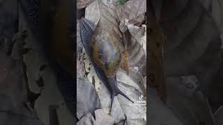 Sure You Can Kindly Call Or Whatsapp Us On 0249234809. We Will Be Glad To Support.