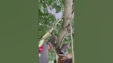 Solo dead Maple removal. #treework #shortvideo #echo #arborist