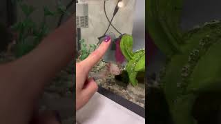 Аксолотль Лилу #аксолотль #амфибия #питомец