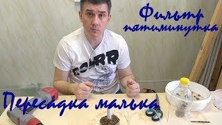 Аэрлифтный Фильтр Для Аквариума. Фильтр Пятиминутка. Пересадка Малька.