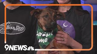 Petline9: Soul Dog Rescue