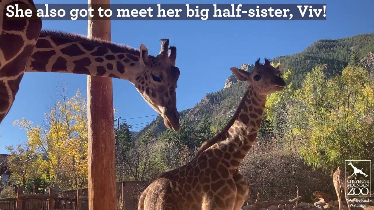 Giraffe Calf Explores the Big Yard at CMZoo - YouTube