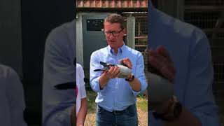 Jo Herbots visits Verreckt   Rutten        Herbots Pigeons   First for quality pigeons