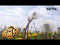 《致富经》年销售额500多万元 看路边蒲公英如何“变废为宝” 20200610 | CCTV农业