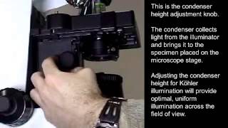 Condenser height adjustment on the Olympus CX31 microscope