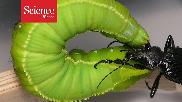 Watch this caterpillar fling its beetle attacker through the air - DayDayNews