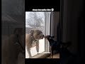 Dogs funniest movement 🤣🤣 #funnyvideo #trending #loughingvideo