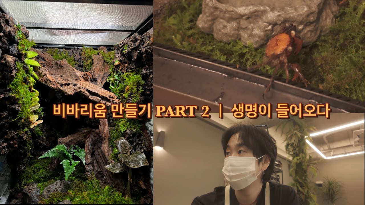 비바리움 만들기 PART 2 l 생명이 들어오다 Ep.08(vivarium, terrarium)