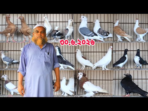 পানির দামে লাহোরি কবুতর কিনুন ।। ইউসুফ ভাই কবুতরের খামার।।