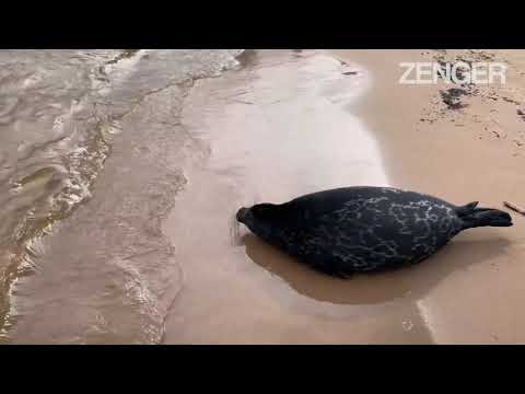 Video: Ladoga seals (Ringed seal): description, habitat