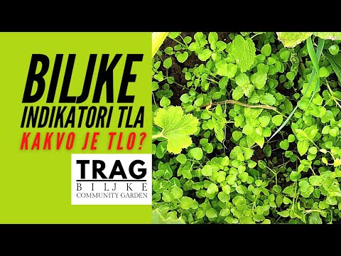 KAKAV MI JE SASTAV TLA? - BILJKE KAO INDIKATOR TLA (2021) - [TRAG BILJKE]