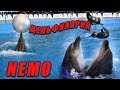 Дельфинарий Немо Одесса.Полное видео представления.#NEMO