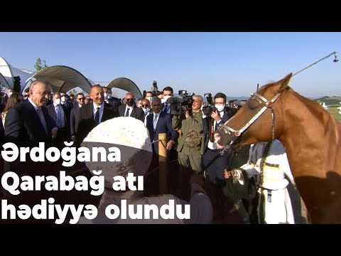 Video: Auxois Atı Hipoallergenik, Sağlamlıq Və Ömür