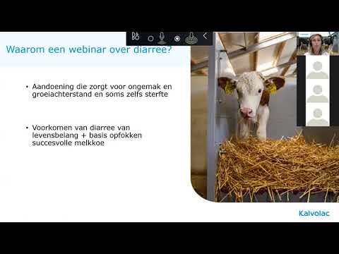 Video: Hoe Maak Je Kalveren Dik?