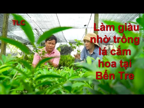 Video: Chăm Sóc Cây Ruscus - Cách Trồng Cây Ruscus Trong Vườn