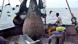 Camaron Pomada - Levantando Bolso en Faena de Pesca 2