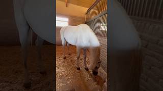 Hors??popular youtubeshorts ترند trending travel تبليسي horse nature vlog