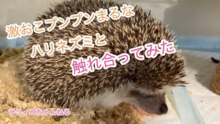 ハリネズミの膝乗せ試してみたら激おこプンプンまるだった🦔⸒⸒ by ラリィゴ 321 views 1 month ago 2 minutes, 28 seconds