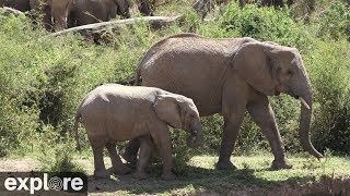 African Animal Lookout  Camera powered by EXPLORE.org