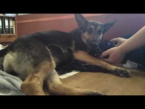 Video: Jak pomoci Baby štěně s pneumonií