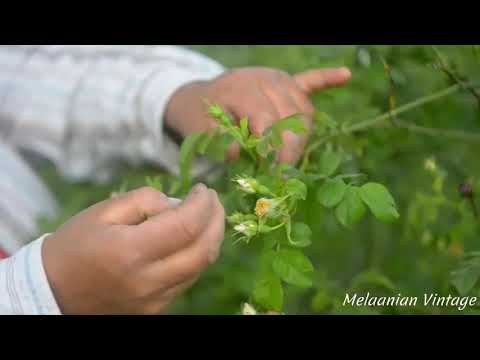 შექმნის პროცესი -  ასკილის კოკრების ჩაი \"Melaanian Vintage - guest house\"