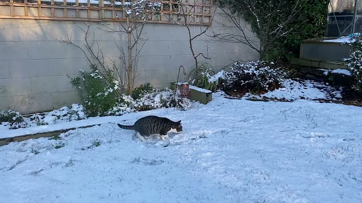 Excited Cat Experiences Snow for First Time in Sco...