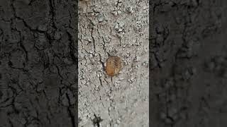 Praying mantis egg case (ootheca)color light brown