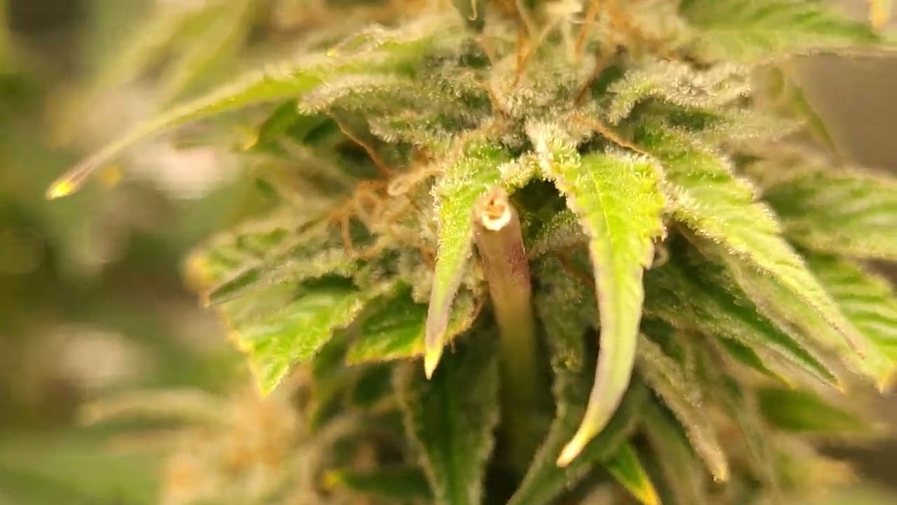 Jack herer week 10 flower w4f, pot of gold week 8 flower w3f, critical mass week 8 flower.