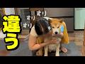 大好きな兄じゃなく娘が帰宅したらあからさまに気まずそうにする柴犬