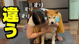 大好きな兄じゃなく娘が帰宅したらあからさまに気まずそうにする柴犬