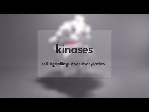 Cell signalling: kinases & phosphorylation