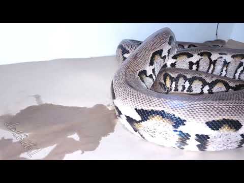 sunfire jaguar reticulated python