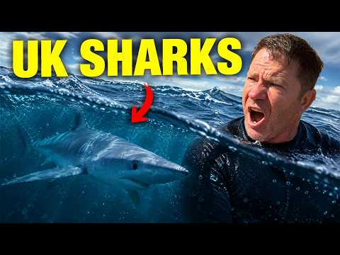 I Tracked Down Britain’s Wildest Sharks