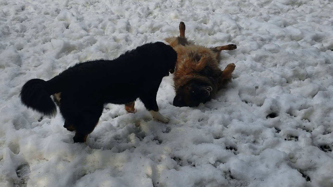 Youtube Leonberger Puppies