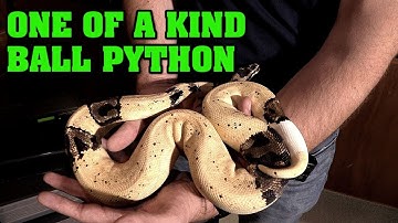 Crazy paradox ball python!!  Wildest looking snake since Skittles!