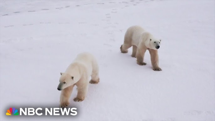 Cameras Offer Rare Glimpse Into Lives Of Polar Bears As They Grapple With Less Sea Ice