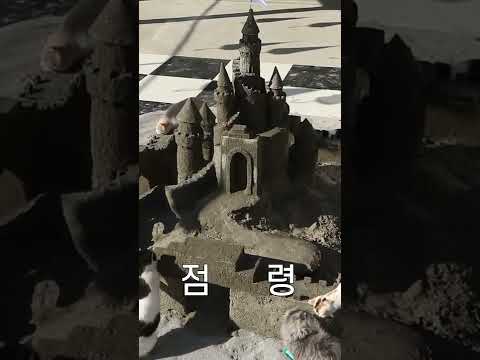 어마어마한 고양이 모래성을 만들었다 #shorts