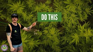 Indoor Cannabis Do's (EP78)