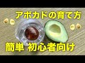 【再生野菜】アボカドの育て方！種から芽出しと冬越しの方法【リボベジ】