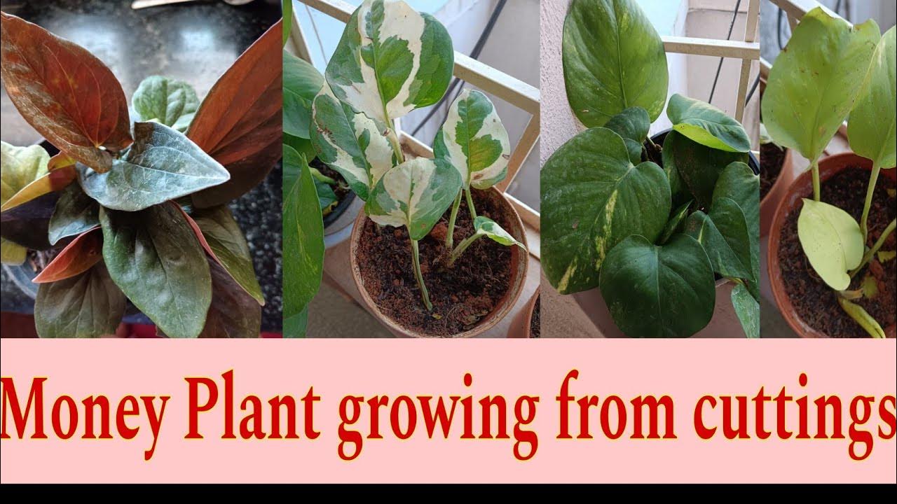 how to grow Money Plant from cuttings... YouTube