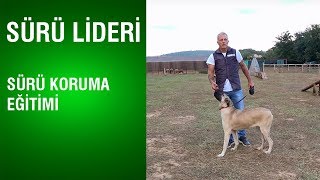 Sürü Lideri - Sürü Koruma Eğitimi - Anadolu Çoban Köpeklerinde Yapılan Yanlışlar