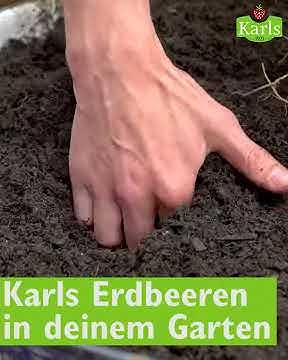 Frigo Erdbeerpflanzen 🍓 Karls ErlebnisDorf YouTube