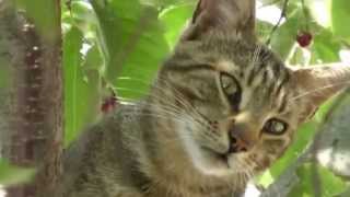 Коты: Вернись в Сорренто