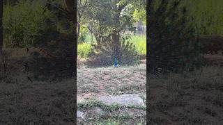 #nationalbird #birds #peacock #wildlifeentertainment