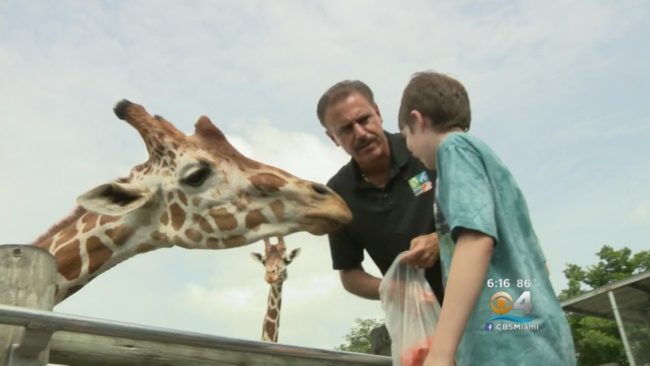 Zoo Miami Help Makes Teen's Big Cat Wish Come True