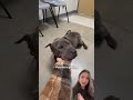 Dog Dumped At Garbage Facility Will Never Fear The Cold Again | The Dodo