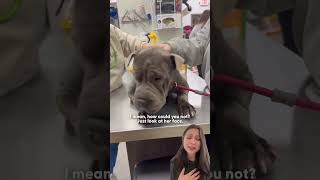 Dog Dumped At Garbage Facility Will Never Fear The Cold Again | The Dodo