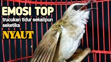 trucukan gacor EMOSI ROPEL PANJANG buat pancingan trucuk agar cepat bunyi JADIKAN burung NYAUT giras