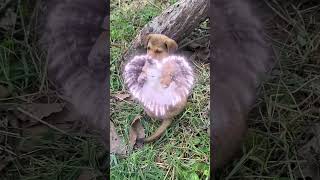 A puppy loves a bunny. A beautiful moment #3597 - #shorts,#viral